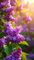 A vibrant display of lilac blossoms, bathed in the warm glow of sunlight.