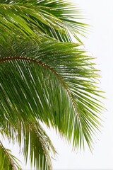 Fototapeta premium Close-up of palm fronds against a bright, almost white sky, emphasizing their textured green leaves and organic shapes