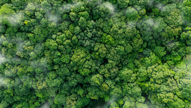 Green forest, bird's eye view of green trees in the forest. Nature of the forest full of green trees. Concept of carbon neutrality and net zero emissions for a sustainable green environment.
