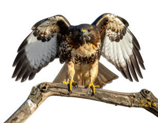 Red-Tailed Hawk Resting on Branch with Wings Slightly Spread