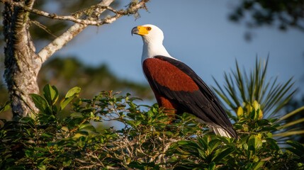 Bird of prey perched in a tree