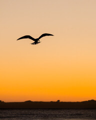 Naklejka premium Seagull Silhoutte at Sunrise over Australian Beach
