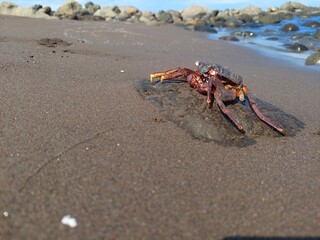 crab on the beach