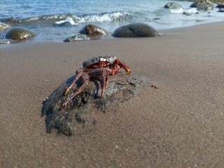 crab on the beach