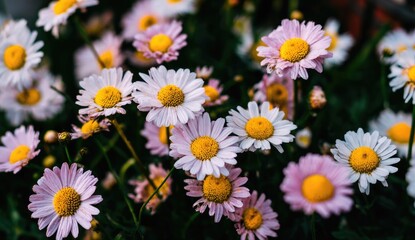 Close-up of many small, pink and white daisies