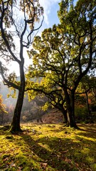 Fototapeta premium Lush autumnal forest floor bathed in golden sunlight, showcasing towering trees with vibrant foliage.