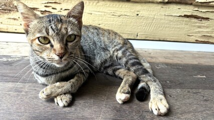 A grey cat sitting on the wooden floor and looking to camera.