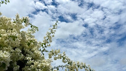White flower and white cloud in the sky , nature background photo.