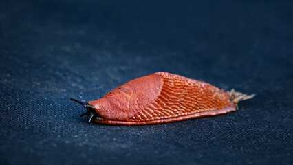 Spanish slug killer moves slowly on agrofibre. Agricultural pest threat crops, invader consume...