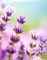 Obraz premium Close-up view of vibrant purple lavender blossoms in a field, bathed in soft sunlight, showcasing delicate floral details and a calming atmosphere.