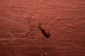 Spider with prey in web