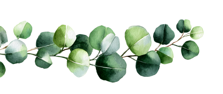 Watercolor modern decoratie element. Eucalyptus roun Green leaf Wreath, greeney branches, garland, borde, frame, elegant watercolo isolated, good for weddin invitation, card or print