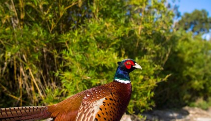 Pheasant portrait in natural habitat