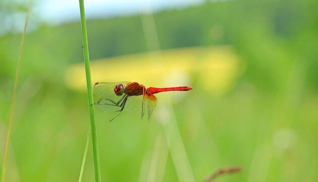 Red dragonfly perched on grass stem. Blurry background - Powered by Adobe