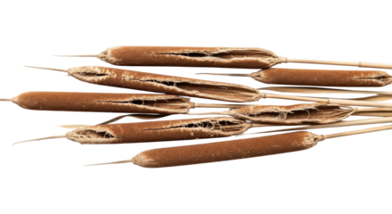 Ultra-detailed macro studio shot of brittle, desaturated brown withered cattail stalks with fibrous textures, arranged flat on a transparent background, minimalist concept of natural decay