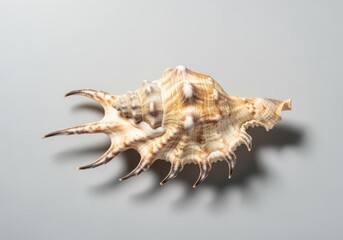 Obraz premium Elegant spiky seashell on simple gray surface