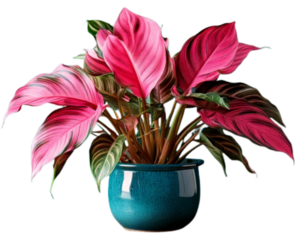Vibrant Pink Princess Philodendron Houseplant Illustration (AI Generated)