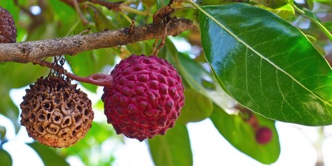 A close-up shot of a branch with colorful fruit and large green leaves in bright light.