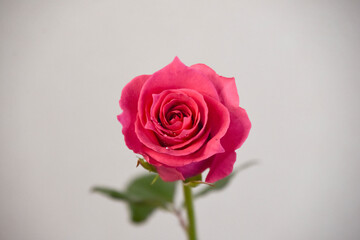 ピンクのばら
