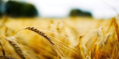 A close-up shot of golden wheat fields ready for harvest in the summer sun.
