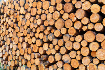 Wooden pine trunks prepared for milling