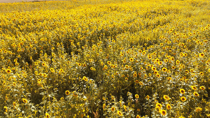 Obraz premium Lush green field covered with fully blooming yellow sunflowers