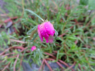 Closeup Rain Drops on Beautiful Natural Pink Flowers