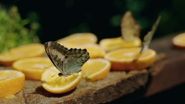Blue morpho butterfly with delicate wing details drinks juice from an orange slice placed on a wooden surface, with other butterflies feeding in the background.