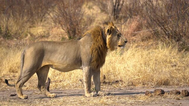 Male lion with collar walking in the Khaudum National Park in Namibia in Africa.