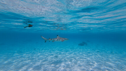 Obraz premium Blacktip Reef Shark in a Tropical Lagoon