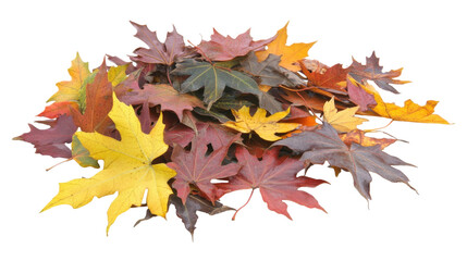 Obraz premium Colorful Autumn Leaves in Various Shades of Yellow Orange Red and Brown on Transparent Background