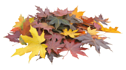 Colorful Autumn Leaves in Various Shades of Yellow Orange Red and Brown on Transparent Background