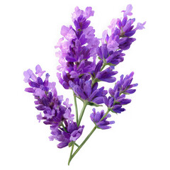 Fototapeta premium Aromatic lavender sprig with purple flowers isolated transparent background herb floral on white background