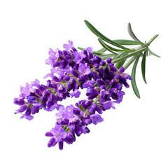 Obraz premium Aromatic lavender sprig with purple flowers isolated transparent background herb floral on white background