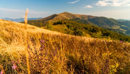Fototapeta premium Golden mountain meadow bathed in sunlight