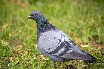 A pigeon in a park in Poland, close-up.
