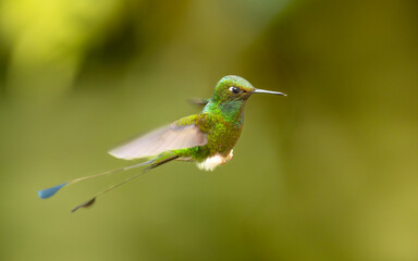Fototapeta premium Grünscheitel-Flaggensylphe (Ocreatus underwoodii) oder Flaggensylphe