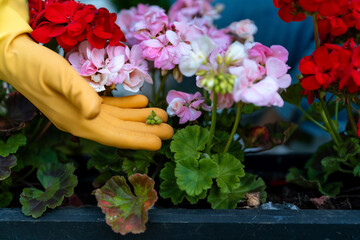Gardener tending to blooming geranium flowers in a vibrant garden during springtime, showcasing new plant growth