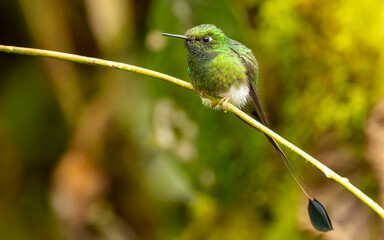 Grünscheitel-Flaggensylphe (Ocreatus underwoodii) oder Flaggensylphe