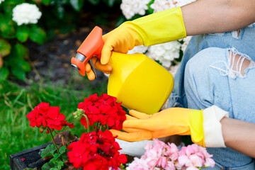 Gardening enthusiast tending to vibrant red flowers while using a spray bottle to nourish plants in...