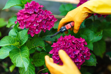 Pruning vibrant hydrangea flowers in a summer garden while wearing bright gloves