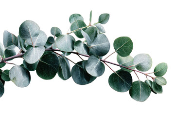 Close-up of eucalyptus branch with leaves (1)