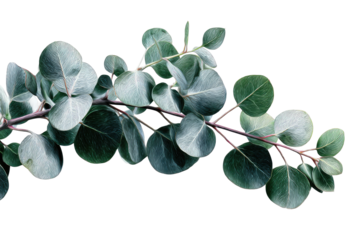 Close-up of eucalyptus branch with leaves (1)