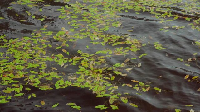 Water lilies on a lake