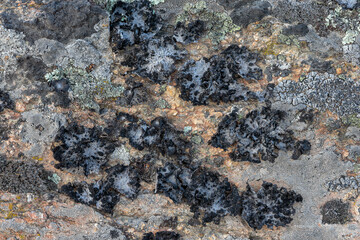 Lasallia pustulata. A lichenized fungus growing on rock.