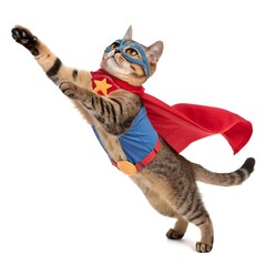 funny cat with a red hat