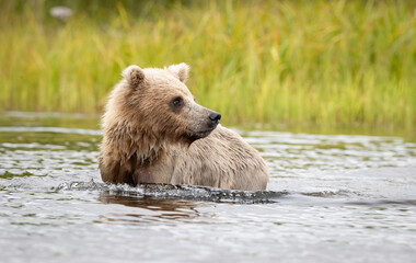 Alaska Brown Bear Cub Wading River Channel, Alaska © Clayton