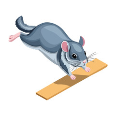 Obraz premium Chinchilla jump isometric vector illustration with clean geometry and modern design
