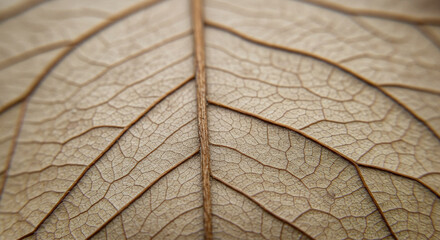 Obraz premium Dry Leaf Texture in Macro View with Warm Lighting on Beige Background for Nature Details