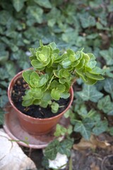 Decorative houseplant in a plastic pot placed in the garden.